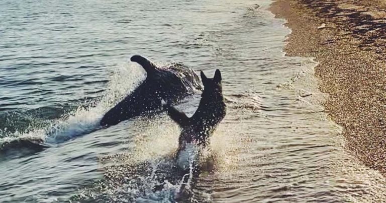 Perro y delfín se reúnen en la orilla del mar para jugar
