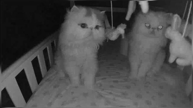 Cámara capta las visitas secretas de los gatos a la cama del bebé