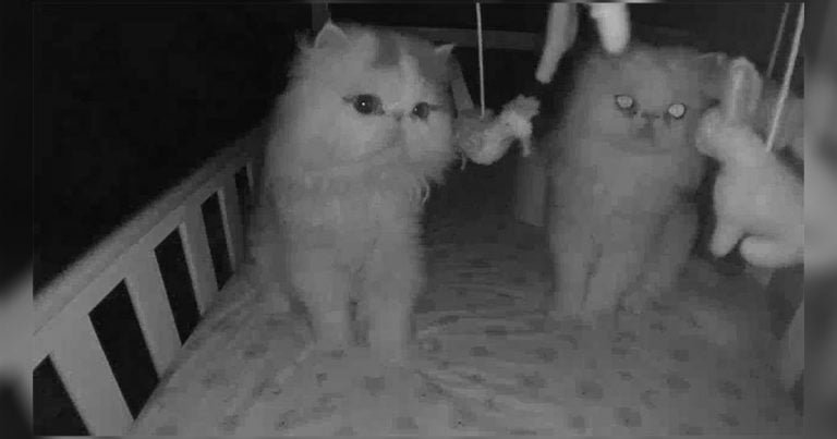 Cámara capta las visitas secretas de los gatos a la cama del bebé