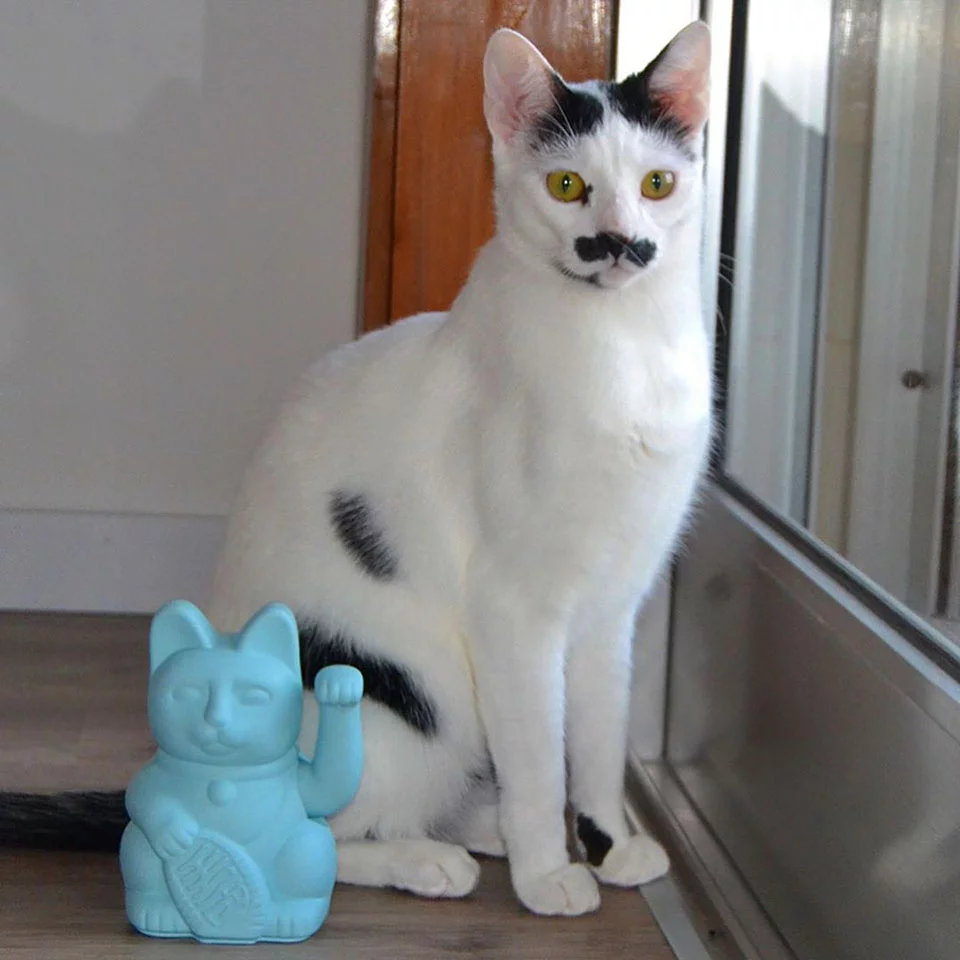 Gato al lado de la ventana