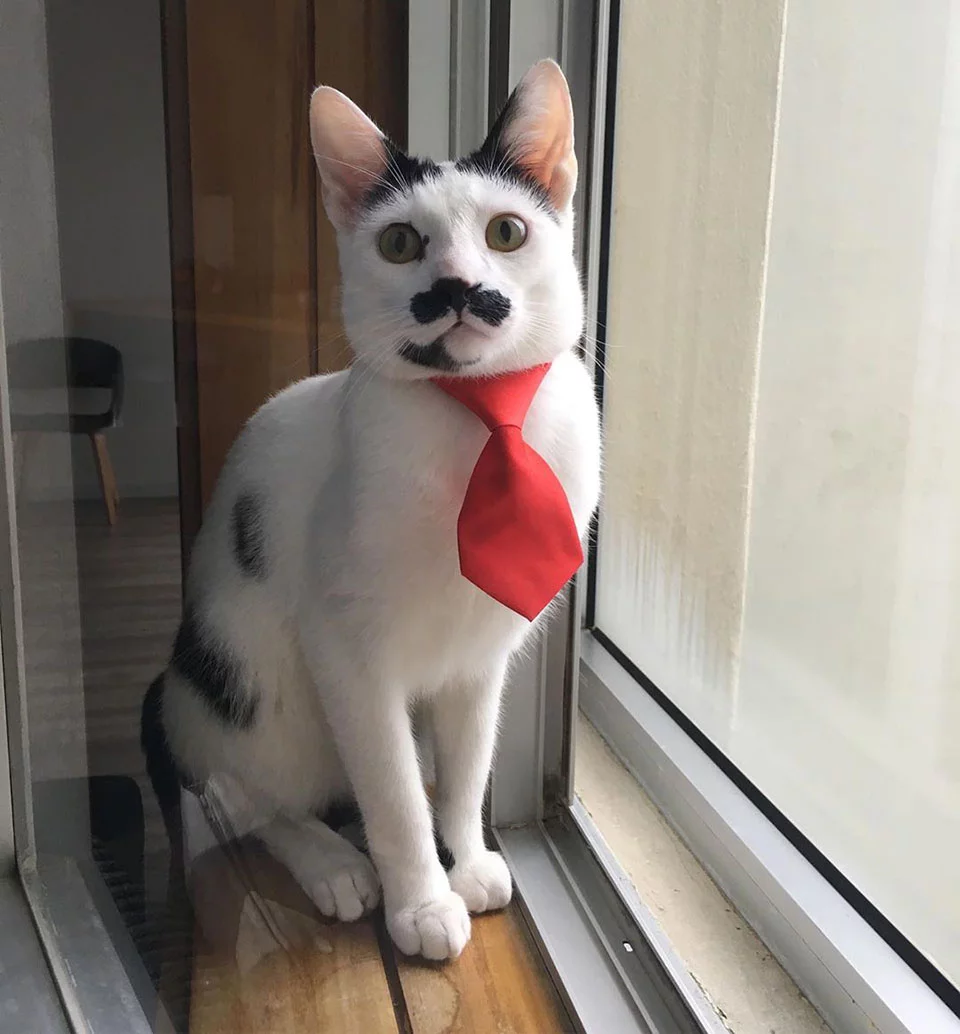 Gato con corbata roja