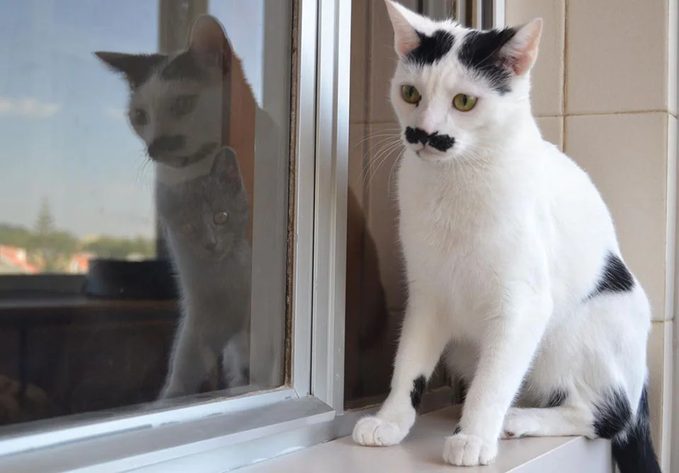 Gato con mostacho