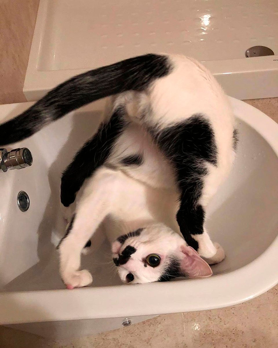 Gato jugando en el baño