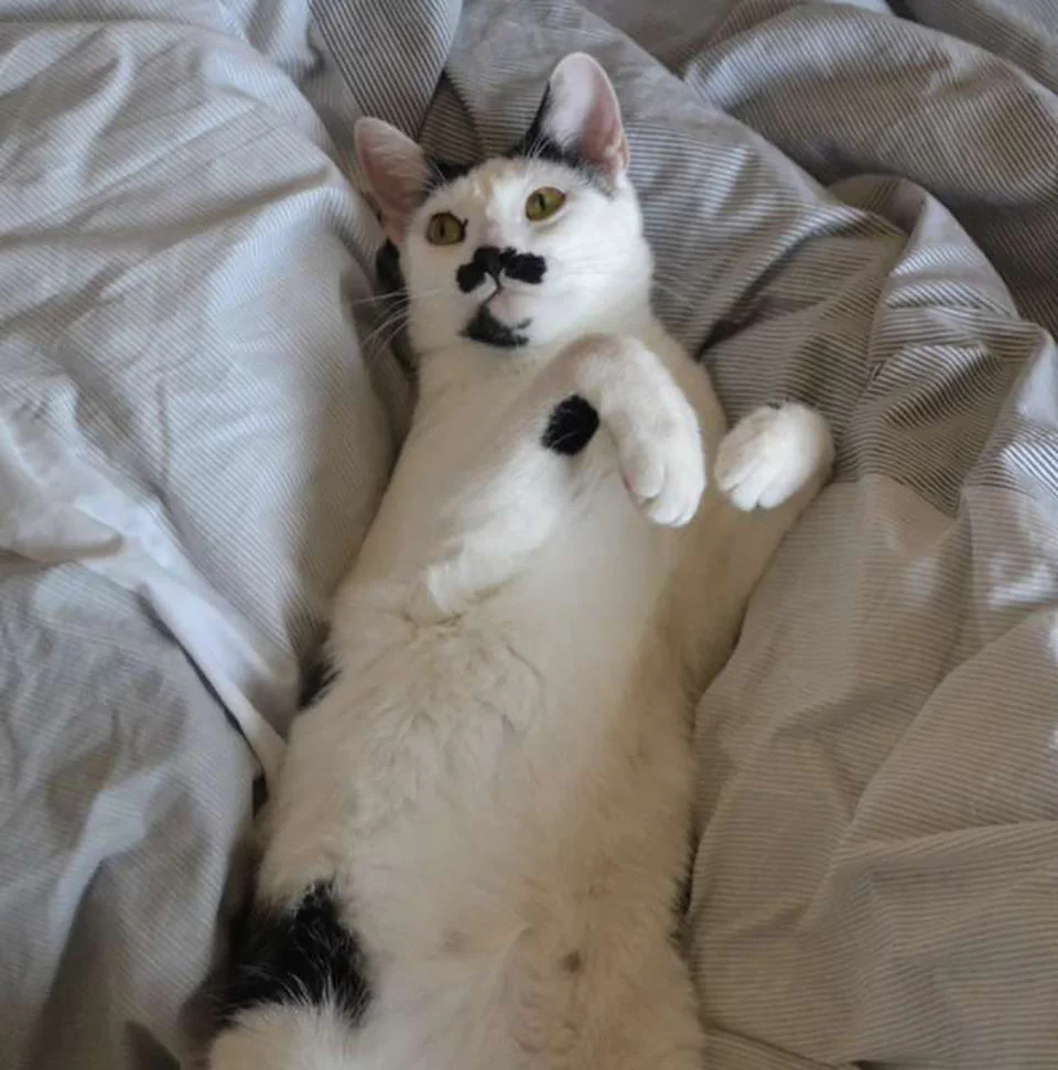 Gato no deja tender cama