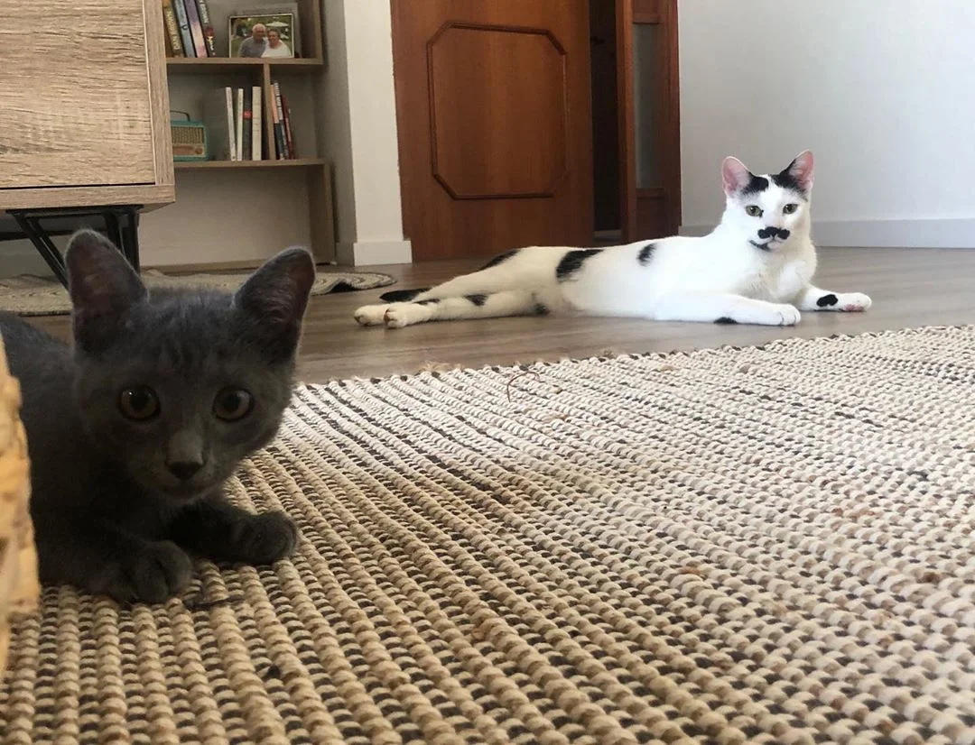 Hacer una cama con un gato