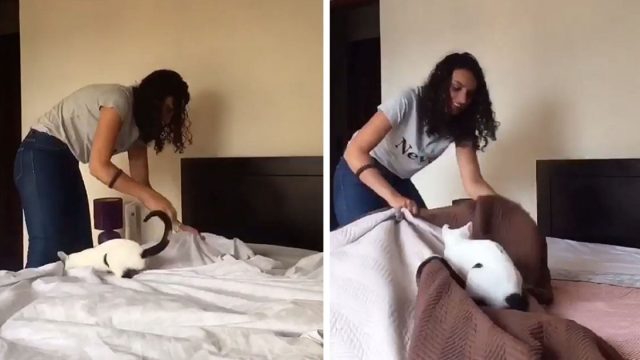 Mujer documenta exactamente cómo es hacer una cama con un gato