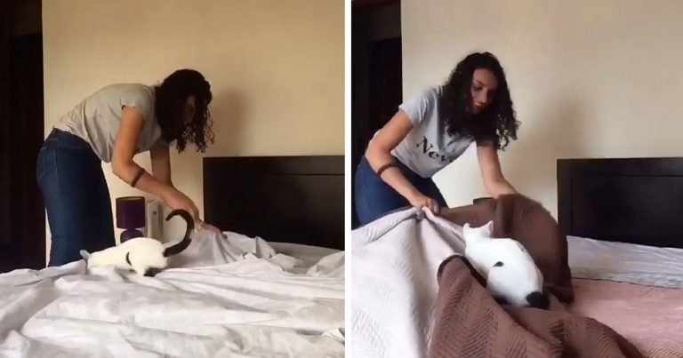 Mujer documenta exactamente cómo es tender la cama con un gato