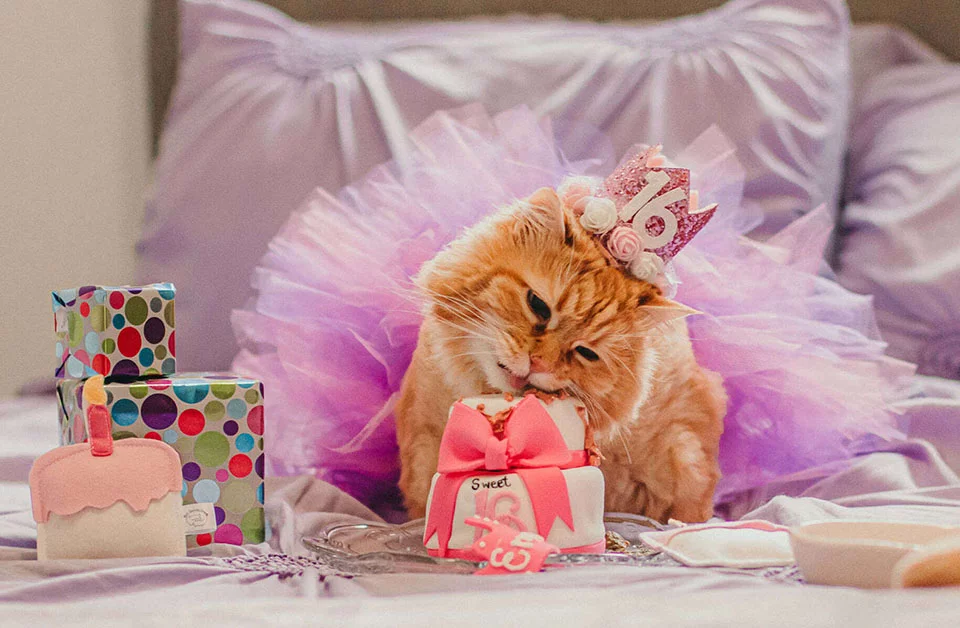 Cat Emma