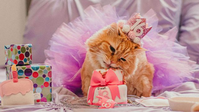 Familia celebra cumpleaños número 16 gatita