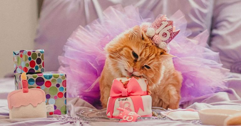 Familia le celebra a su gatita su cumpleaños número 16