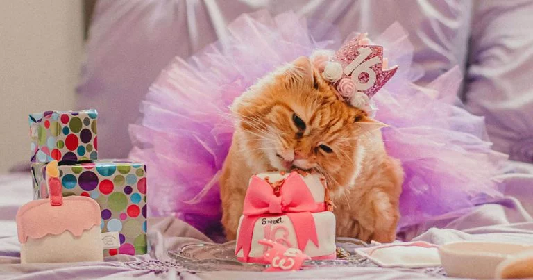Familia le celebra a su gatita su cumpleaños número 16