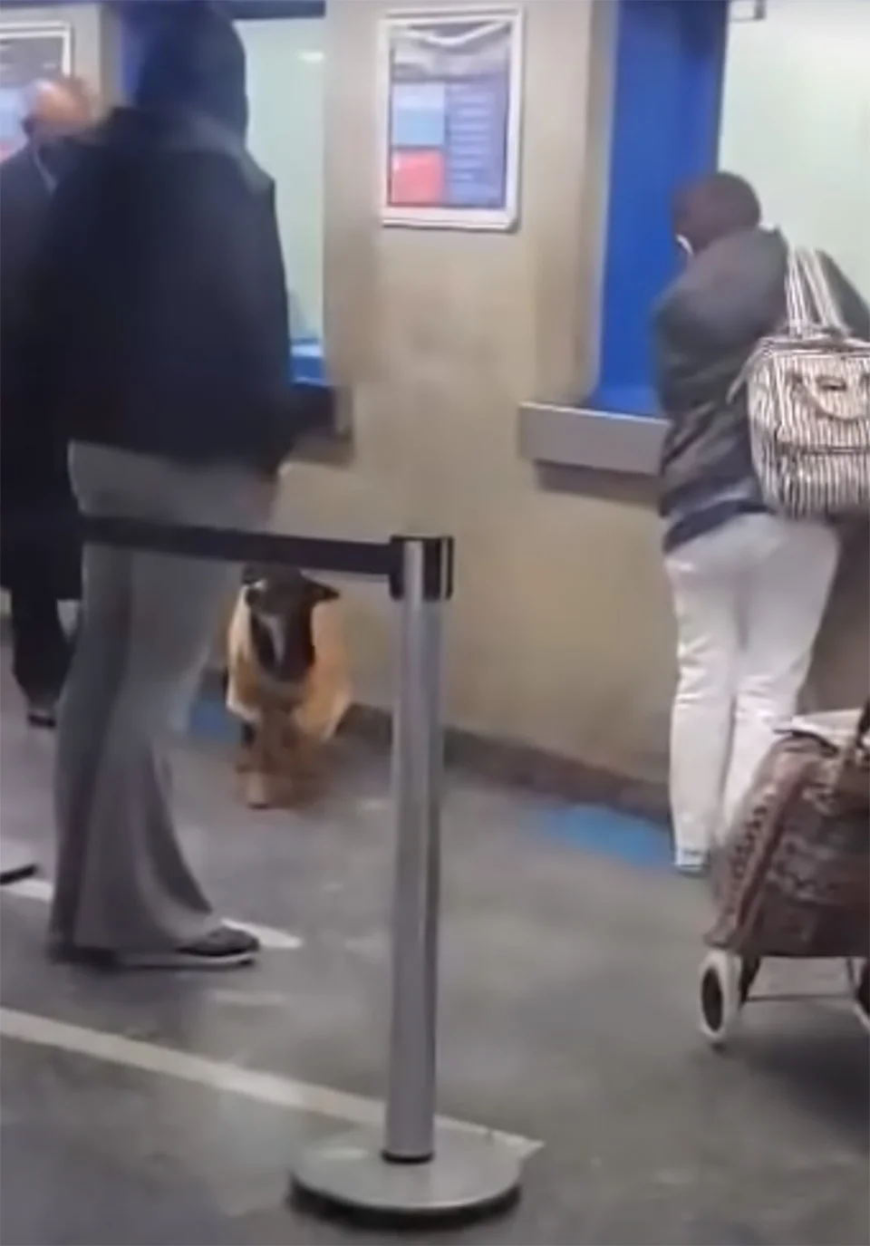 Perrito sin hogar