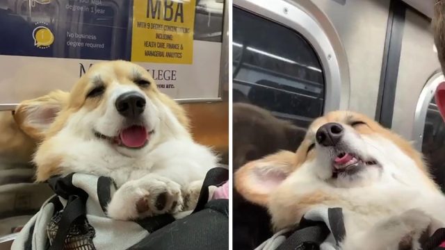 Corgi dormilón en el metro se gana los corazones de todo el mundo