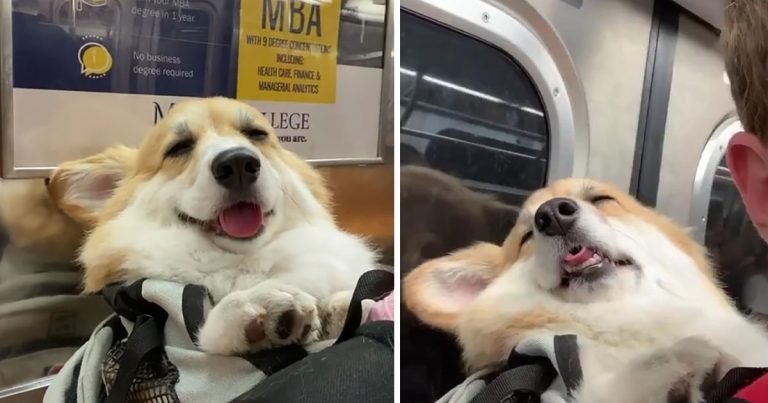 Corgi dormilón en el metro se gana los corazones de todo el mundo