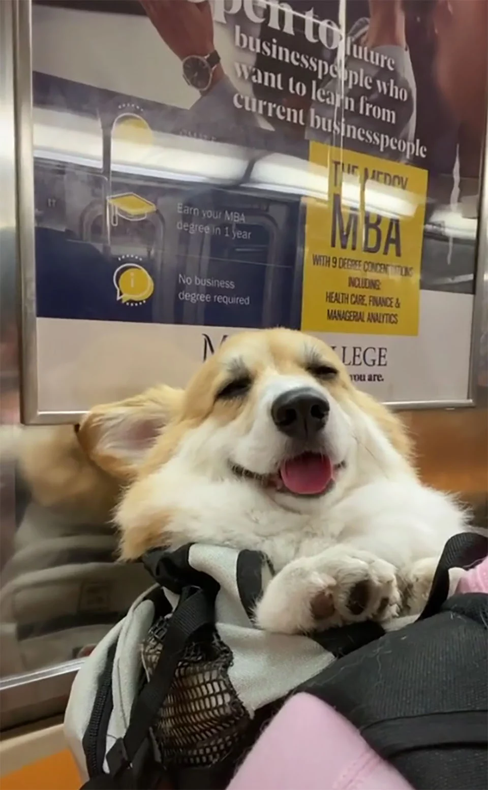 Corgi dormilón