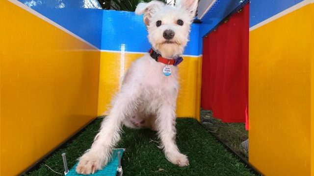 Mujer construyó cabina de selfies para perrito