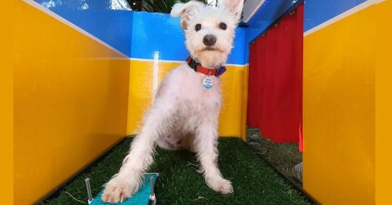 Mujer construyó una cabina de selfies para su adorable perrito