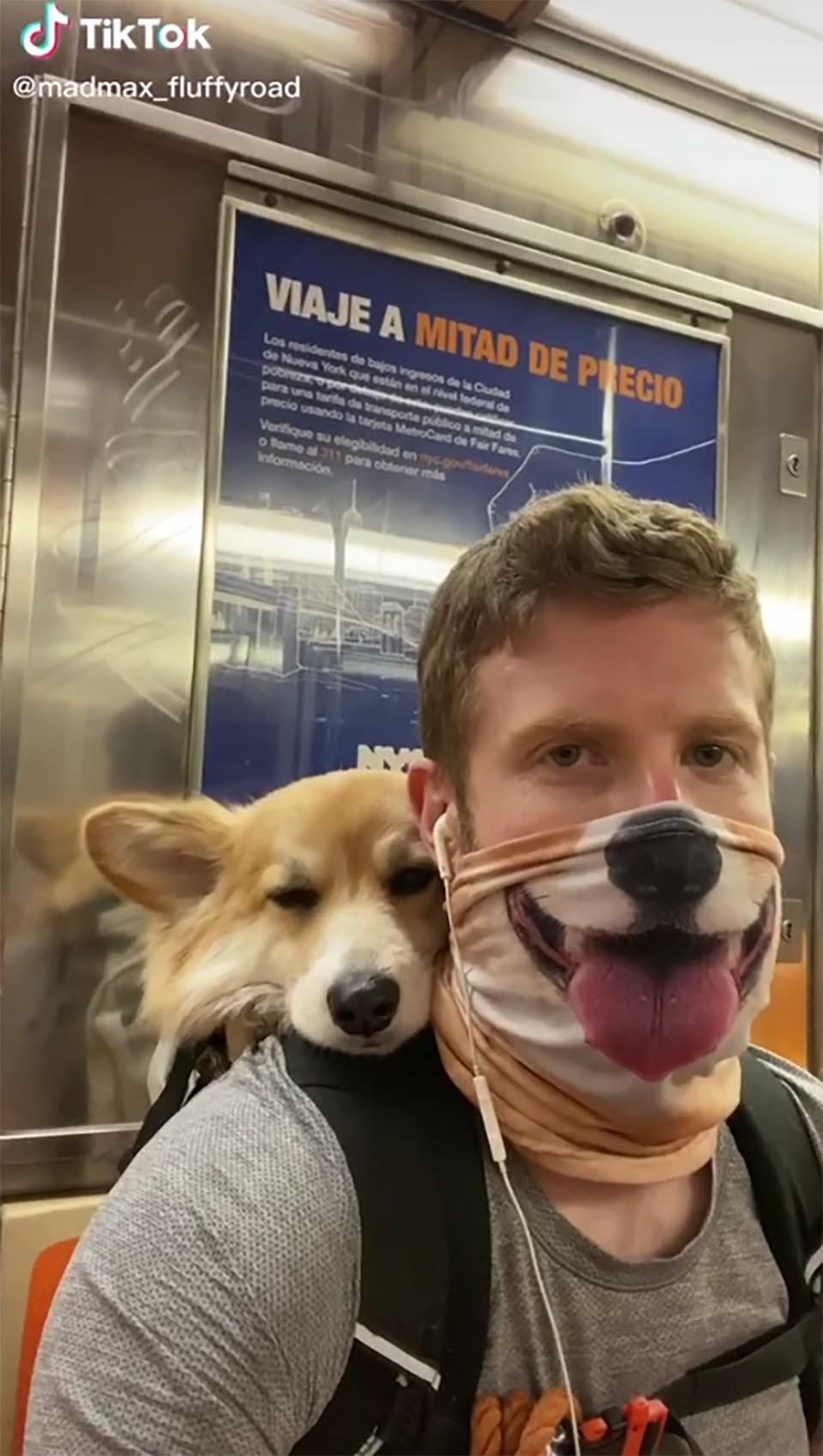 Corgi dormilón en el metro