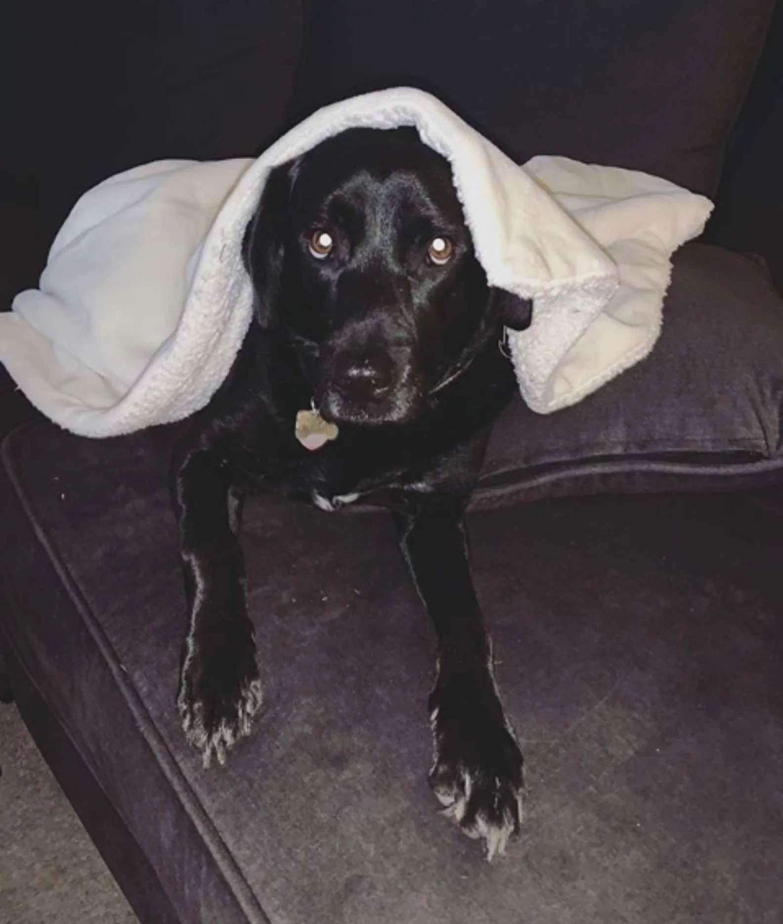Perro rescatado luce asustado
