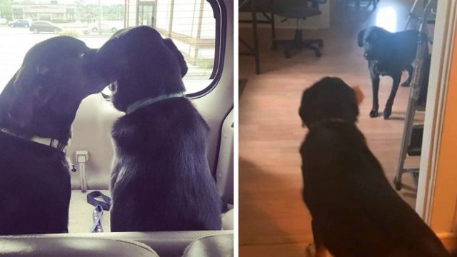 Perro rescatado ayuda a su hermano a superar una fobia inusual