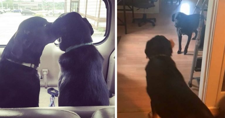 Perro rescatado ayuda a su hermano a superar una fobia inusual