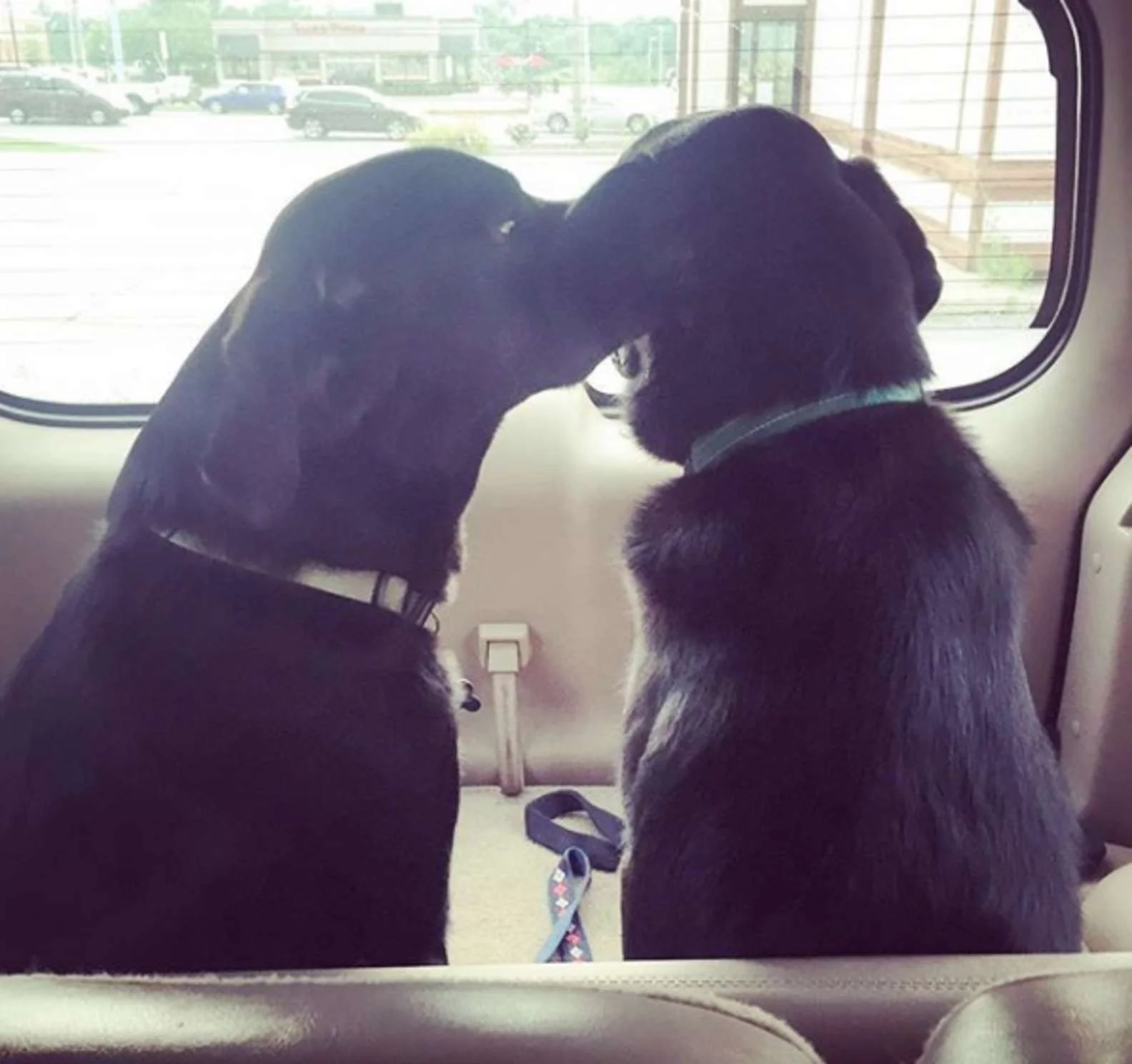 Perro rescatado y su hermano