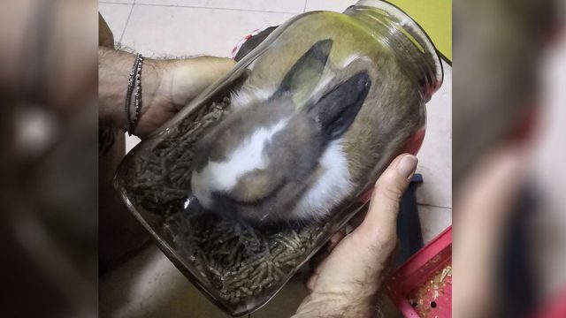A este conejito no le importa estar atrapado en el frasco de comida