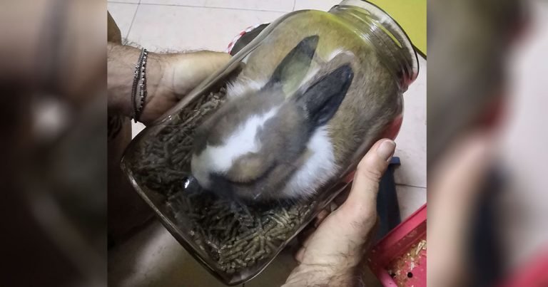 A este conejito no le importa estar atrapado en el frasco de comida