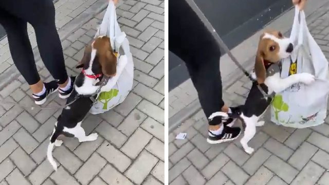 Beagle mete la cabeza en la bolsa de compras de mamá y no la suelta