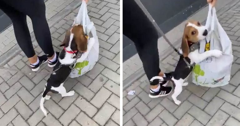 Beagle mete la cabeza en la bolsa de compras de mamá y no quiere dejarla ir