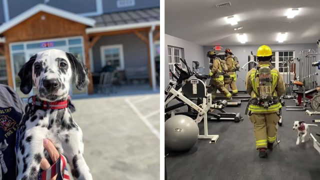 Cachorro de estación de bomberos no quiere que hagan ejercicio sin él