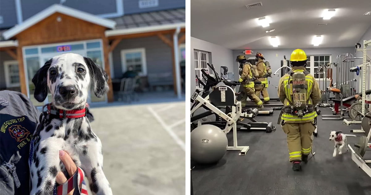 Cachorro de estación de bomberos no quiere que hagan ejercicio sin él