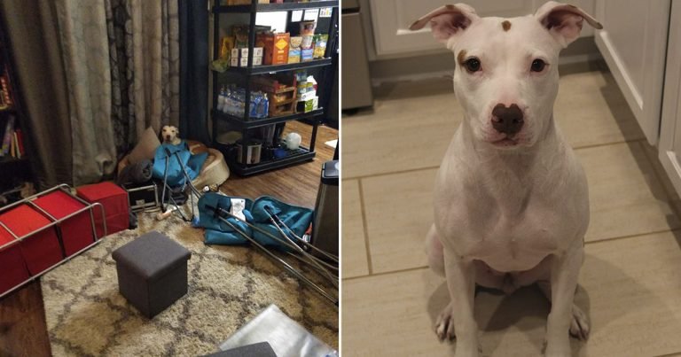 Esta perrita no tiene idea del culpable