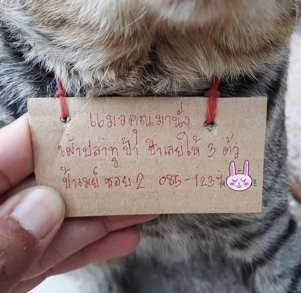 Gatito con nota en su collar