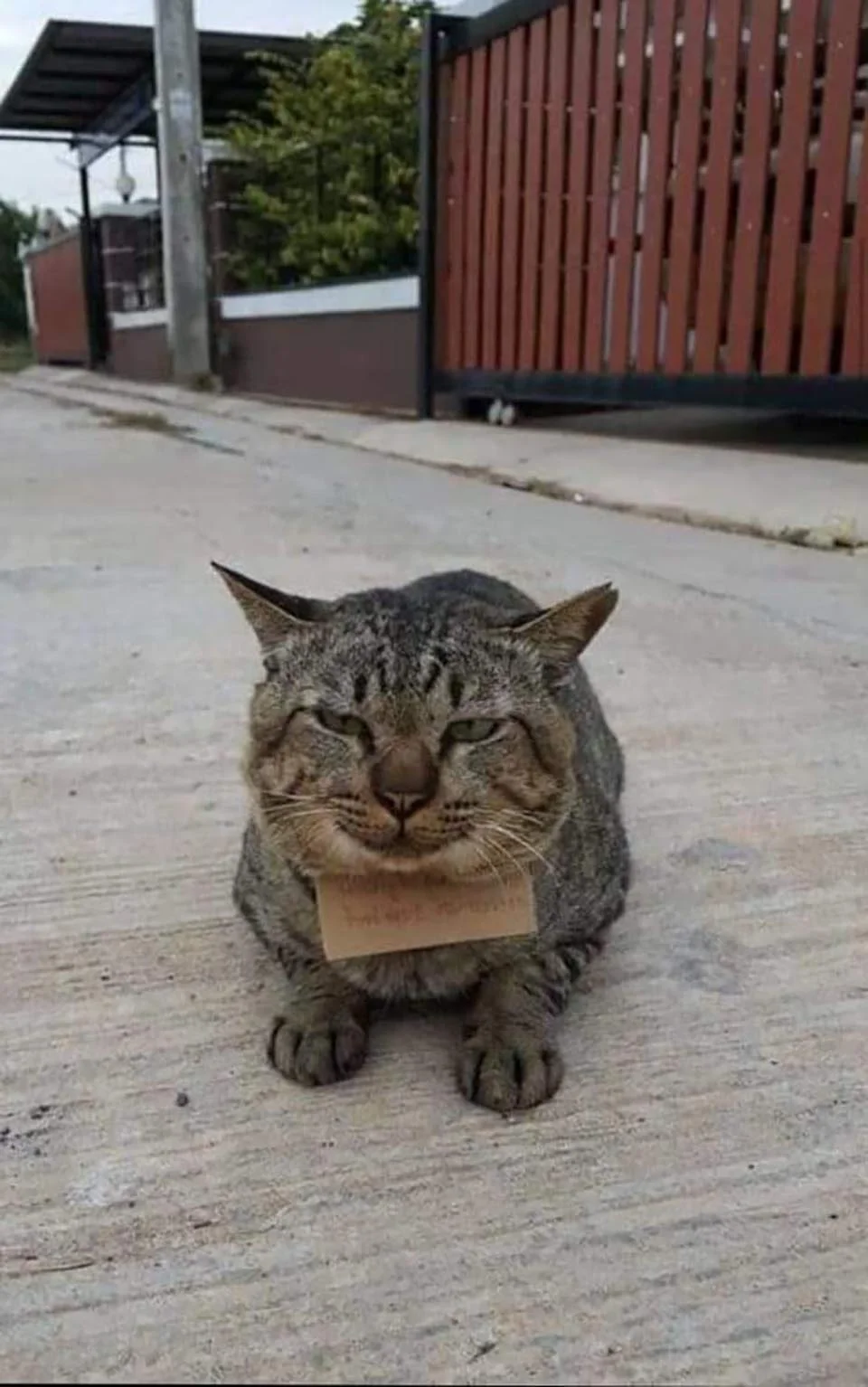 Gatito desaparecido con nota
