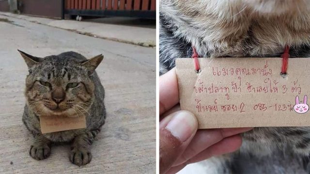Gato desaparece por días y llega a casa con una nota alrededor de su cuello