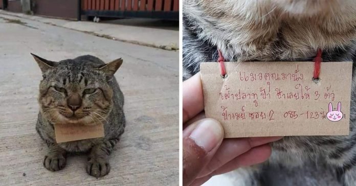 Gato desaparece por días y llega a casa con una nota alrededor de su cuello