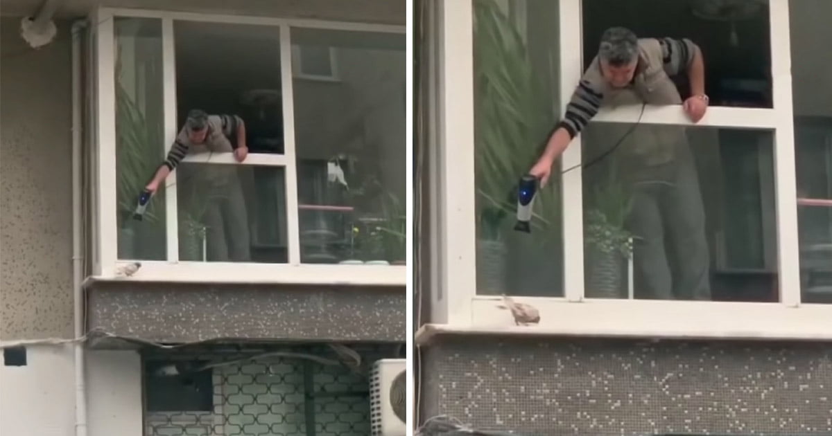 Hombre hace todo lo posible para calentar a una paloma temblando fuera de su ventana