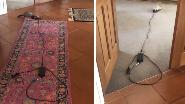 Hurón decide que necesita el cargador de la computadora mucho más que mamá