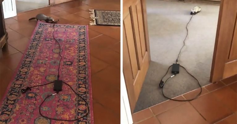 Hurón decide que necesita el cargador de la computadora mucho más que mamá