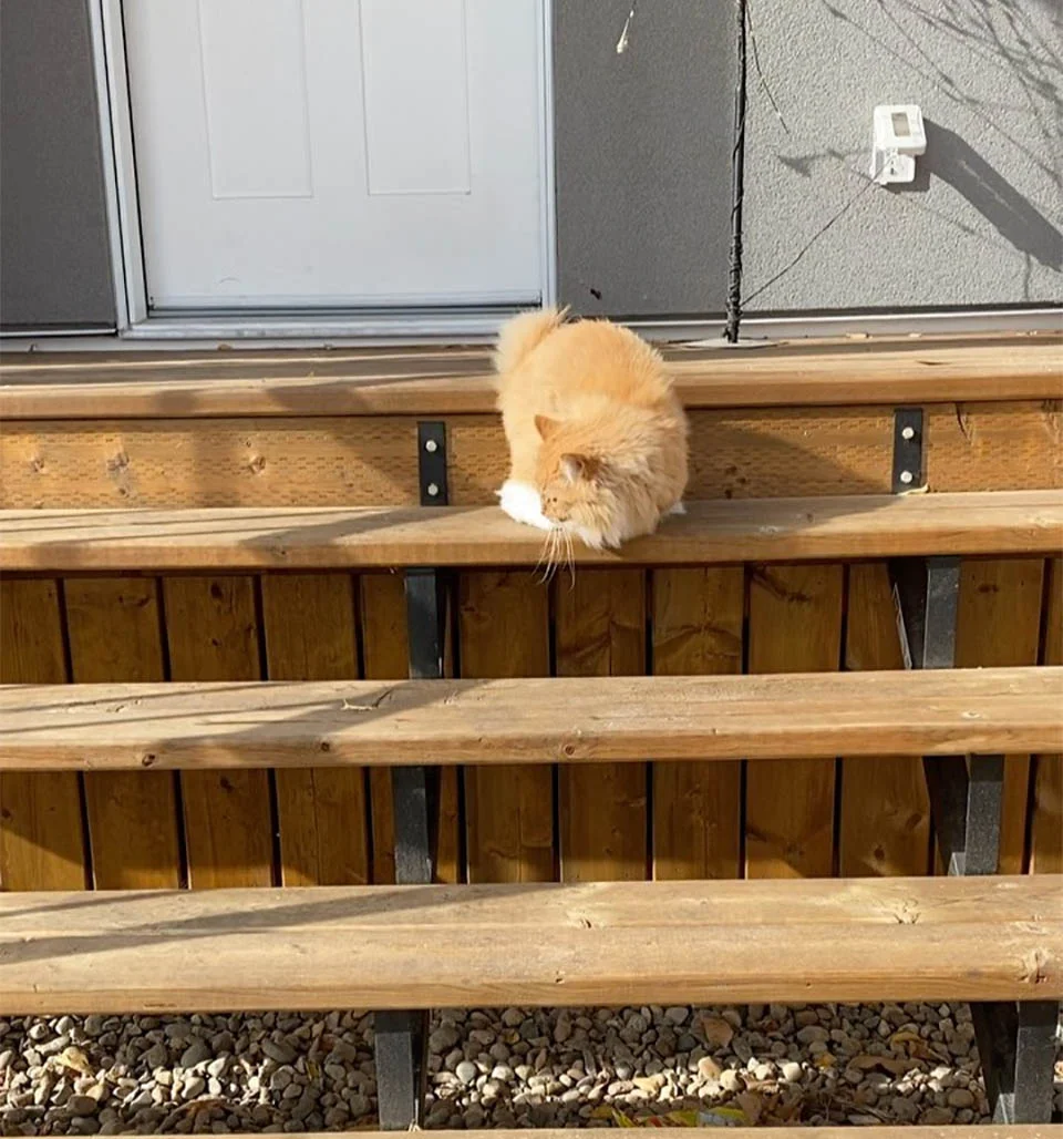 Las personas están enamoradas de este gato que aprendió a caminar en dos patas 5 Las personas están enamoradas Rex