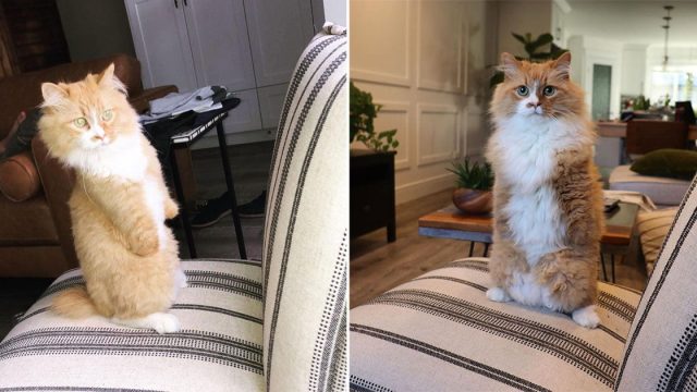 Las personas estan enamoradas de este gato