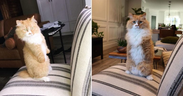 Las personas están enamoradas de este gato que aprendió a caminar en dos patas