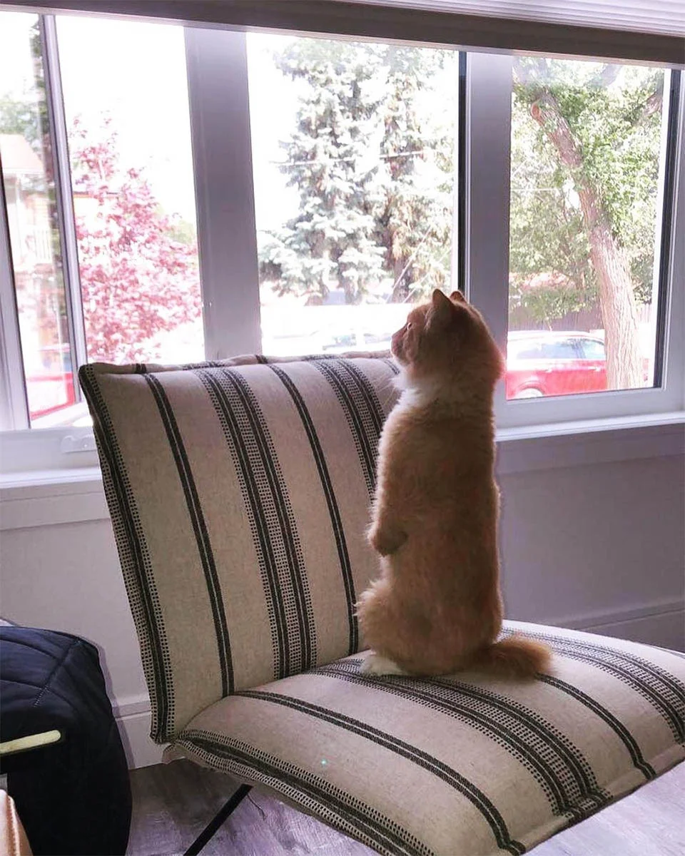 Las personas están enamoradas de este gato que aprendió a caminar en dos patas 7 Las personas están enamoradas