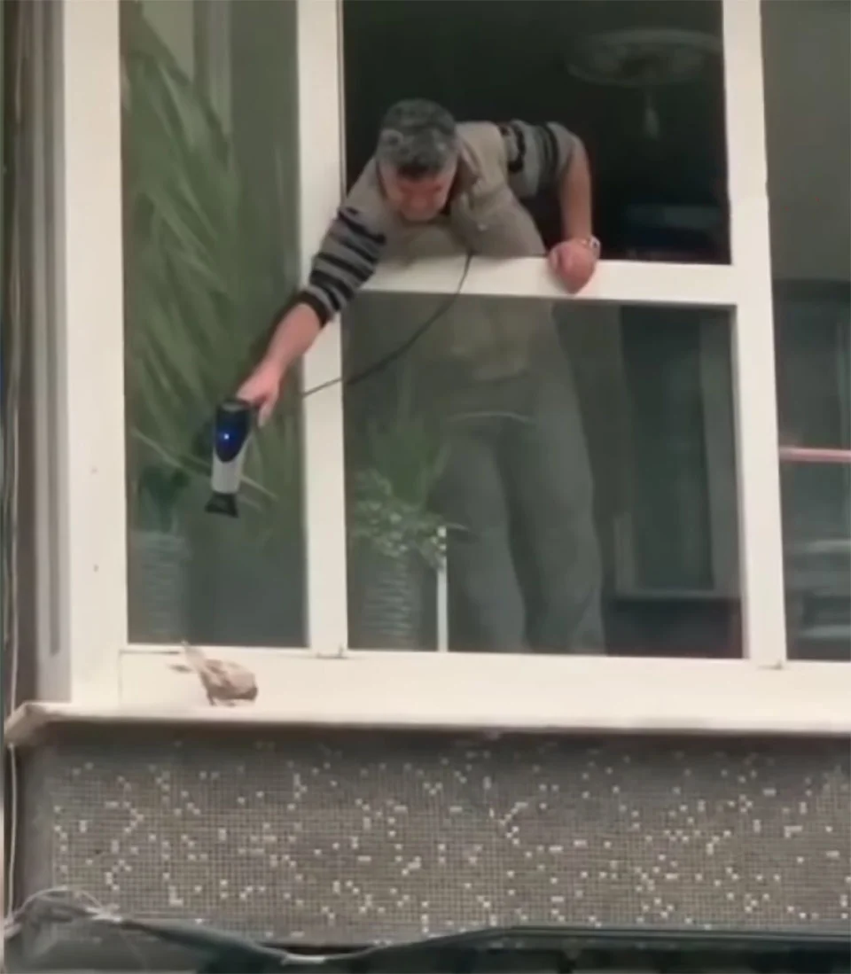 Pequeña paloma temblando