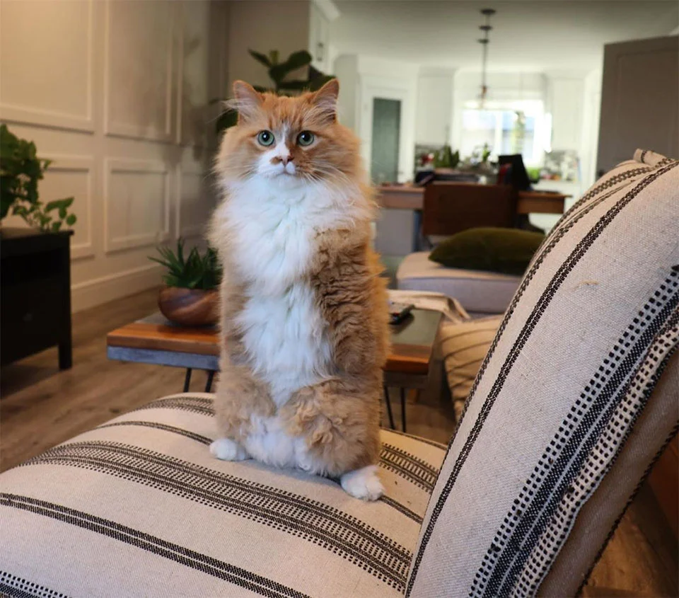 Las personas están enamoradas de este gato que aprendió a caminar en dos patas 6 Personas están enamoradas Rex