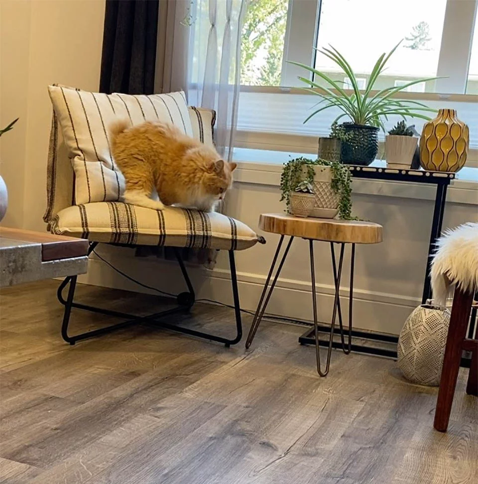 Las personas están enamoradas de este gato que aprendió a caminar en dos patas 3 Rex bajando mueble