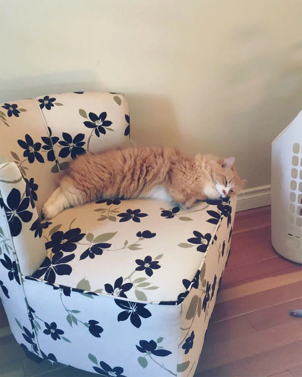 Las personas están enamoradas de este gato que aprendió a caminar en dos patas 8 Rex durmiendo