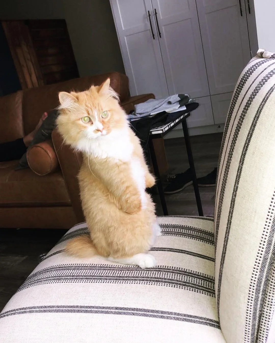 Las personas están enamoradas de este gato que aprendió a caminar en dos patas 4 Rex sin patas
