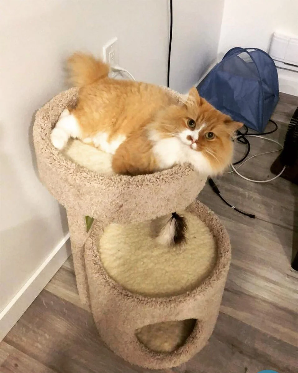 Las personas están enamoradas de este gato que aprendió a caminar en dos patas 9 Rex vida normal